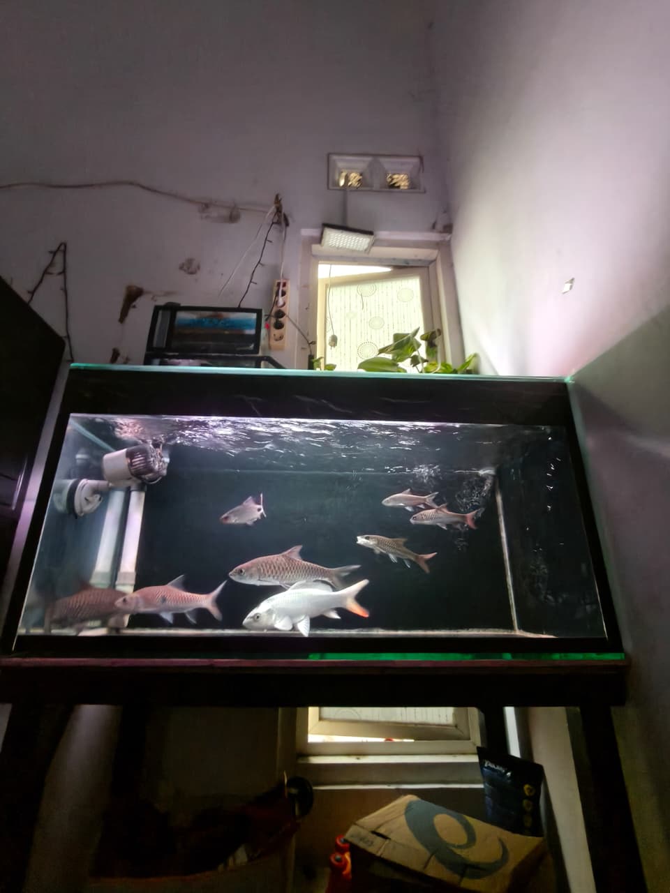 borongan ikan masher BU